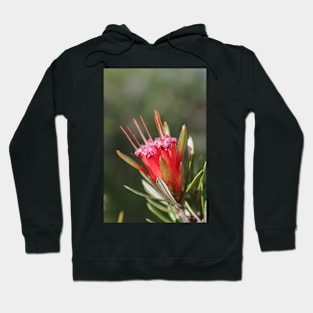 Mountain Devil Flower. Lambertia Formosa Hoodie